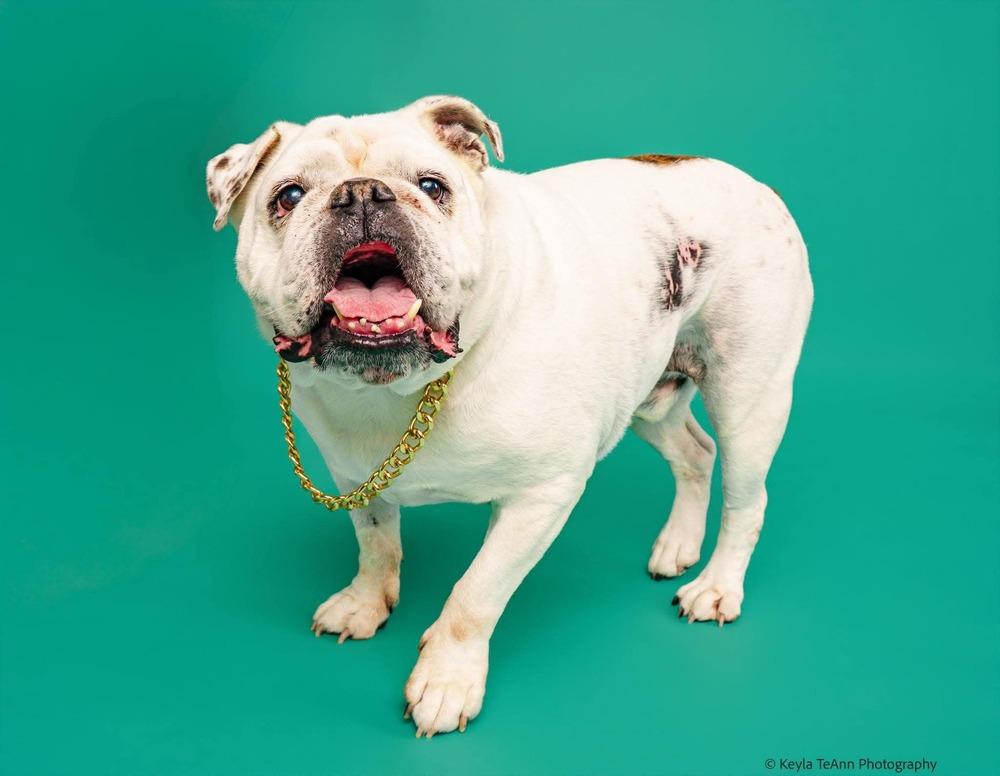 Enlarge Chungus, a Adoptable English Bulldog in Statesboro, GA image 4/4