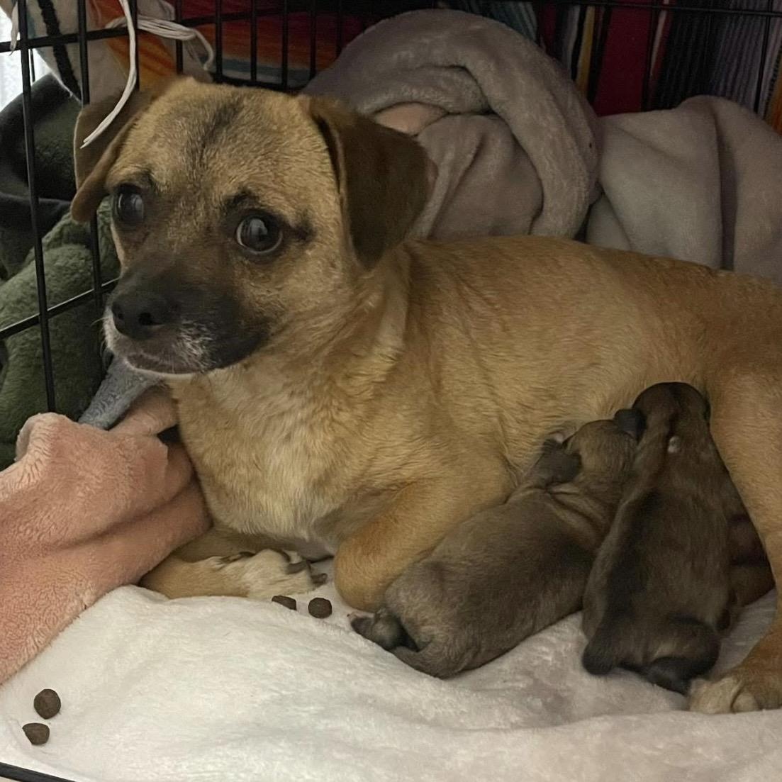 Enlarge Eridia, a ADOPTABLE mixed breed in Santa Rosa, CA image 1/1