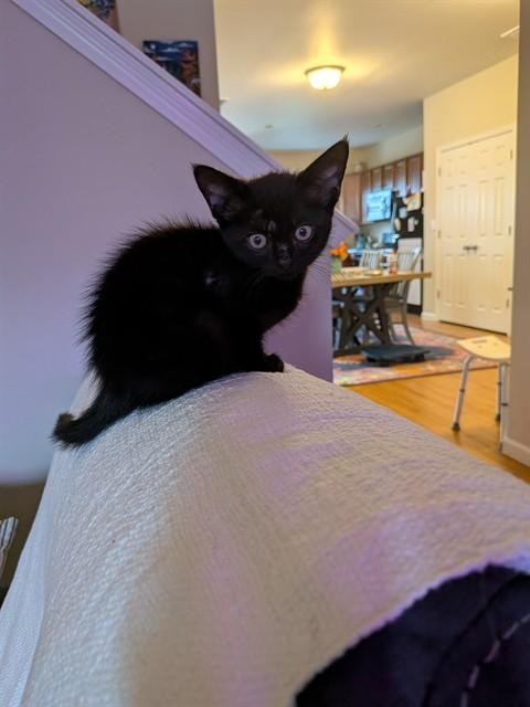 Enlarge JAVA, a Adoptable Domestic Short Hair in Fort Walton Beach, FL image 1/1