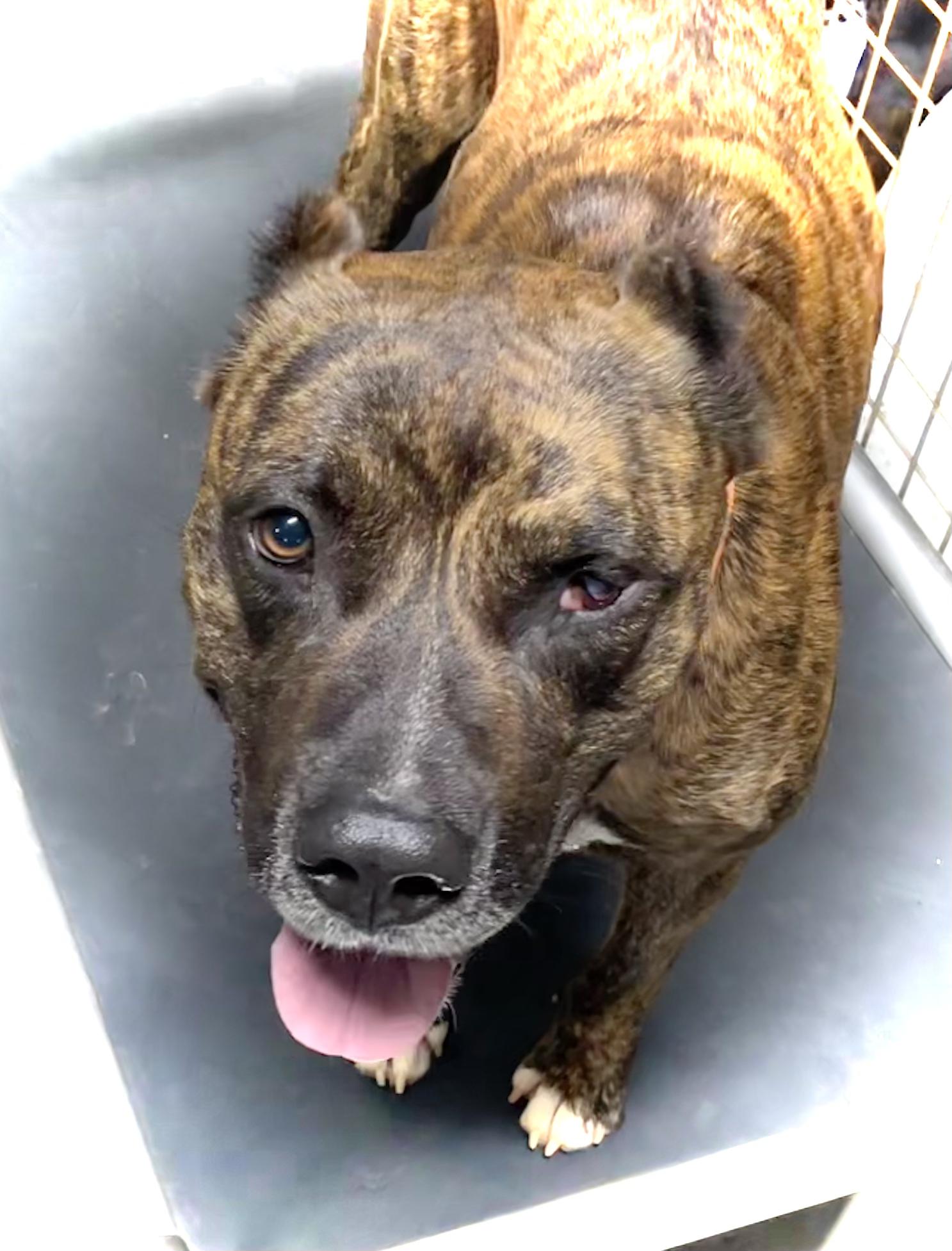 KANE, Adopted, Adult Male Cane Corso.