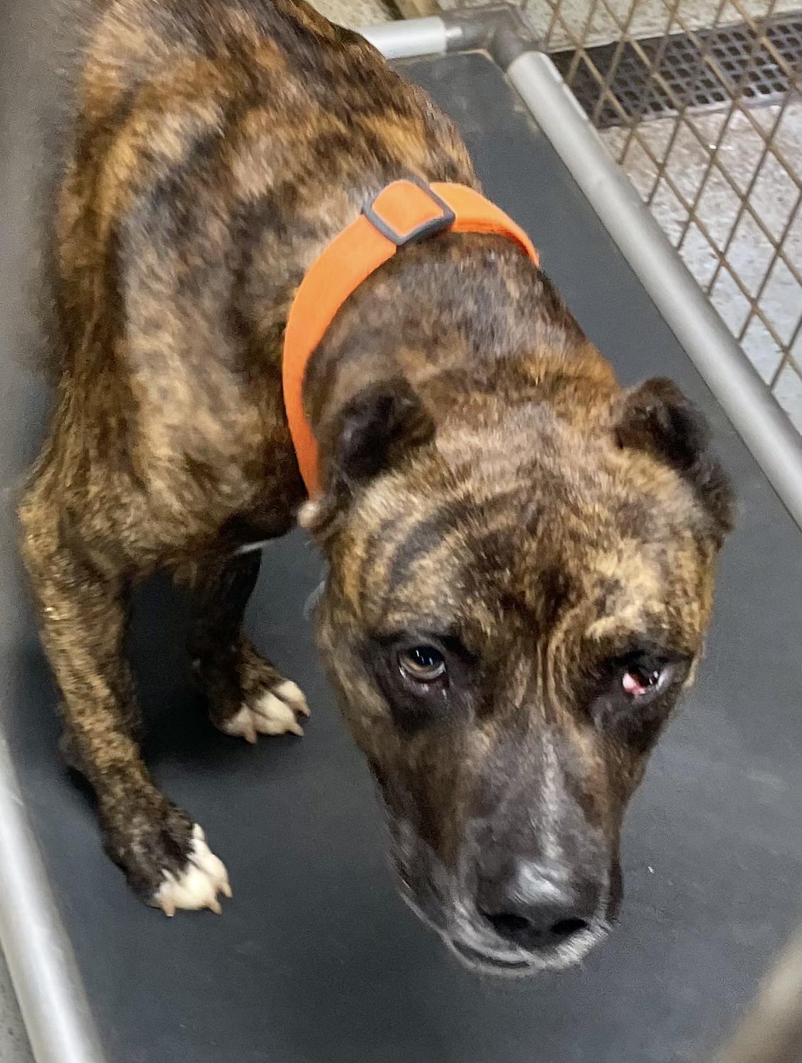 Enlarge KANE, a Adopted mixed breed in Headland, AL image 2/3