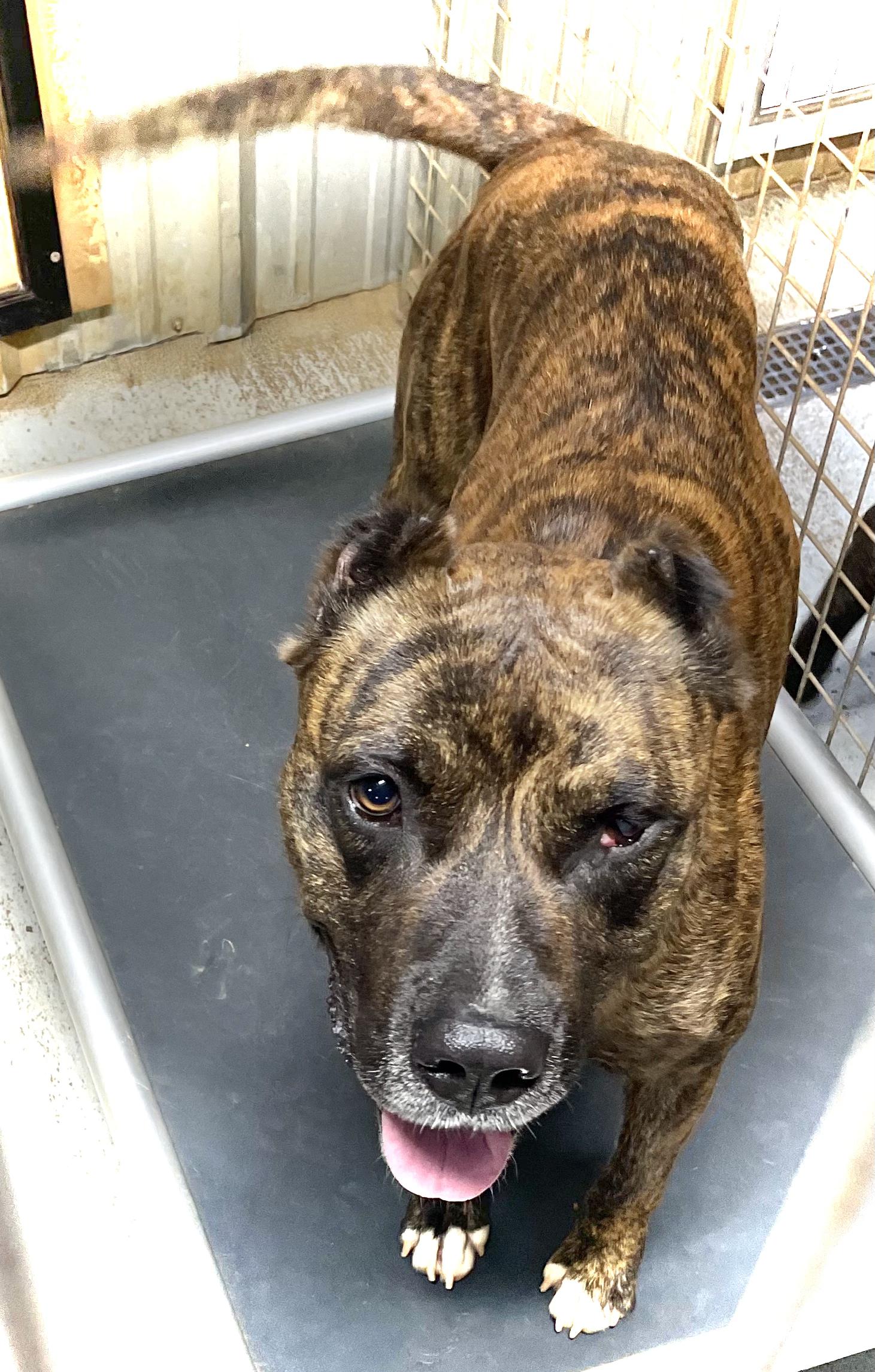 Enlarge KANE, a Adopted mixed breed in Headland, AL image 3/3