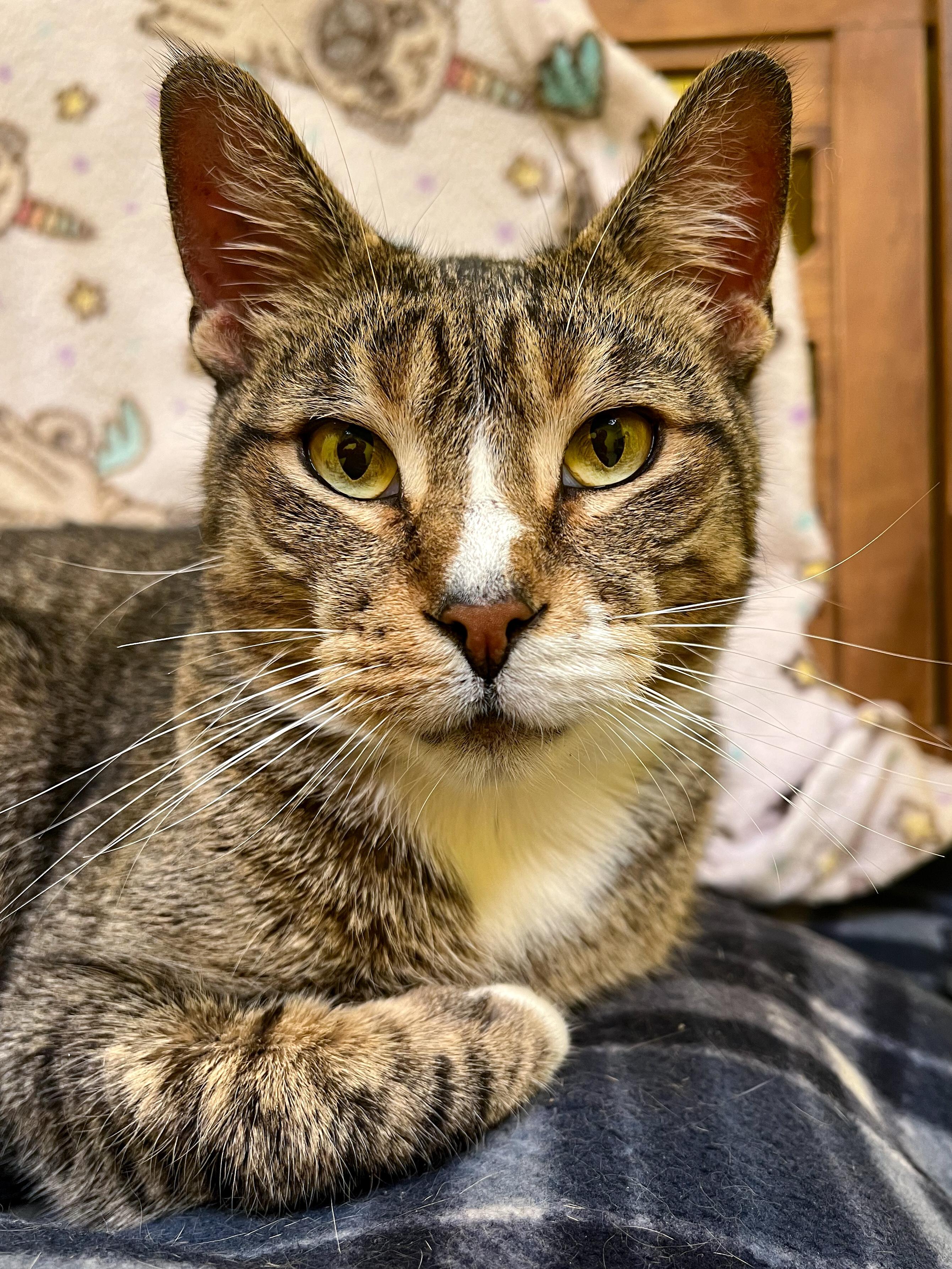 Pops, Adoptable, Adult Male Domestic Short Hair.