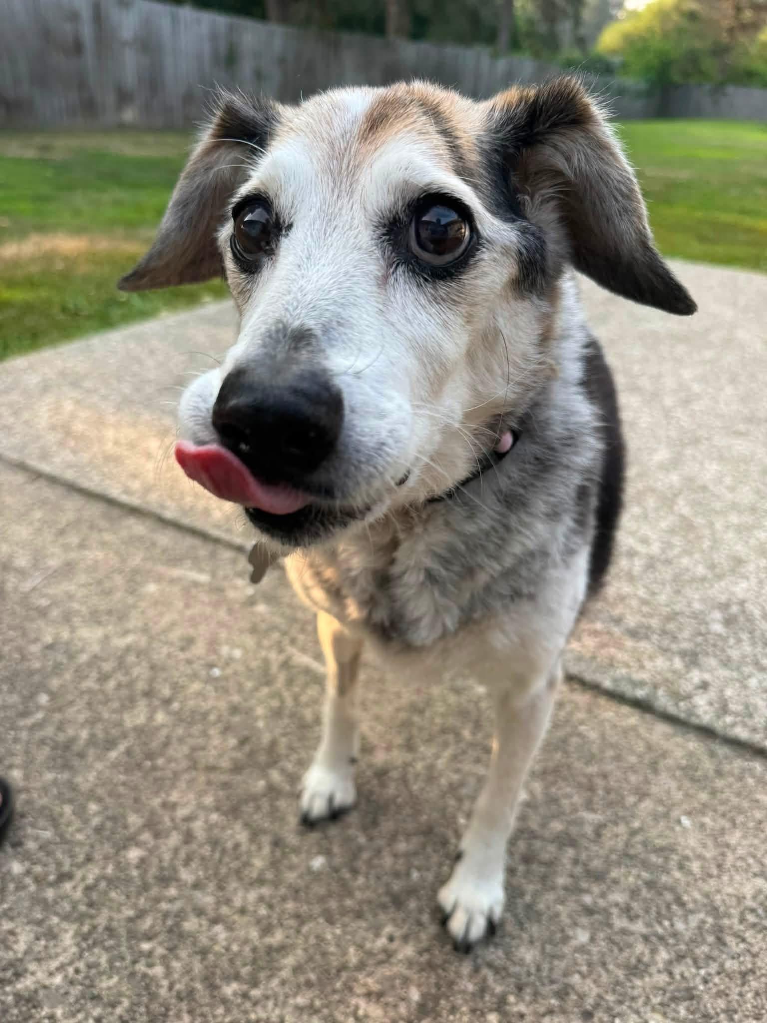 Sadie, an adopted Beagle in Painesville, OH image 2/4