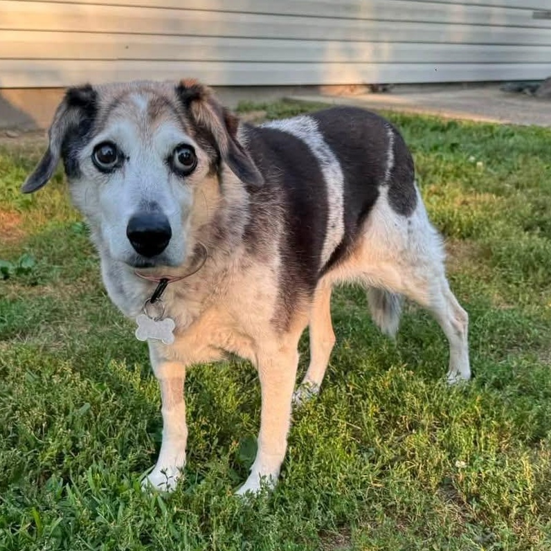 Sadie, an adopted Beagle in Painesville, OH image 4/4