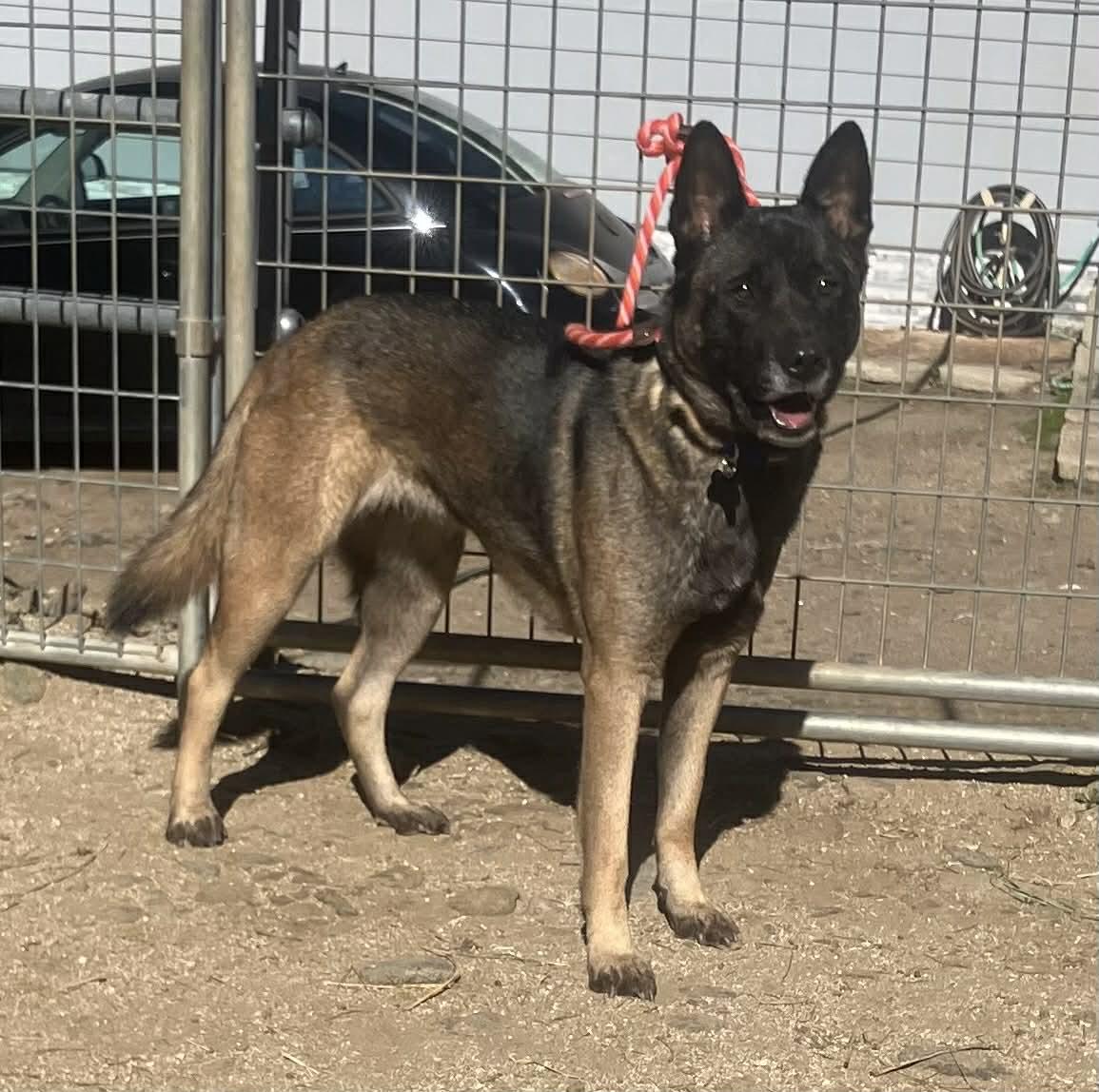 Enlarge Roxie, a Adoptable Belgian Shepherd / Malinois in Vancouver, WA image 1/4