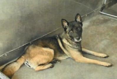 Enlarge Roxie, a Adoptable Belgian Shepherd / Malinois in Vancouver, WA image 2/4