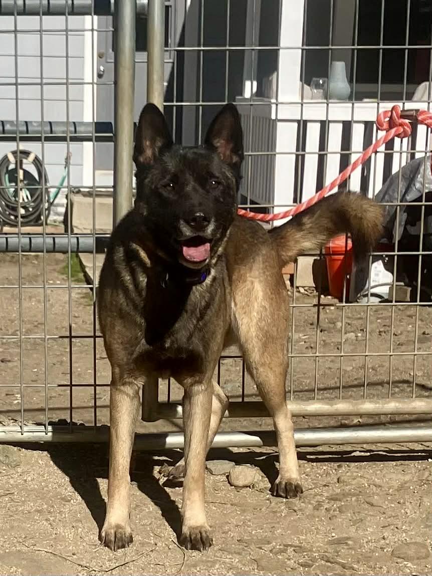 Enlarge Roxie, a Adoptable Belgian Shepherd / Malinois in Vancouver, WA image 3/4