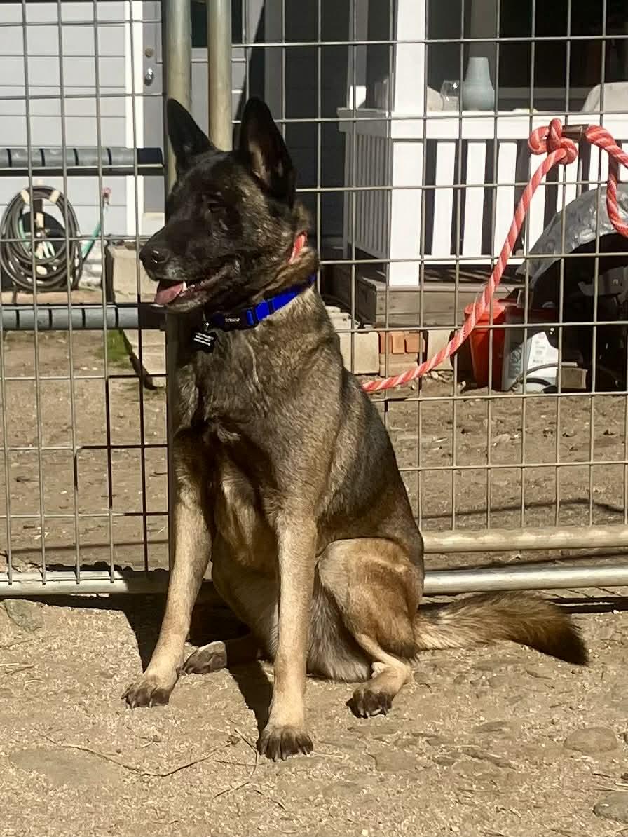 Enlarge Roxie, a Adoptable Belgian Shepherd / Malinois in Vancouver, WA image 4/4