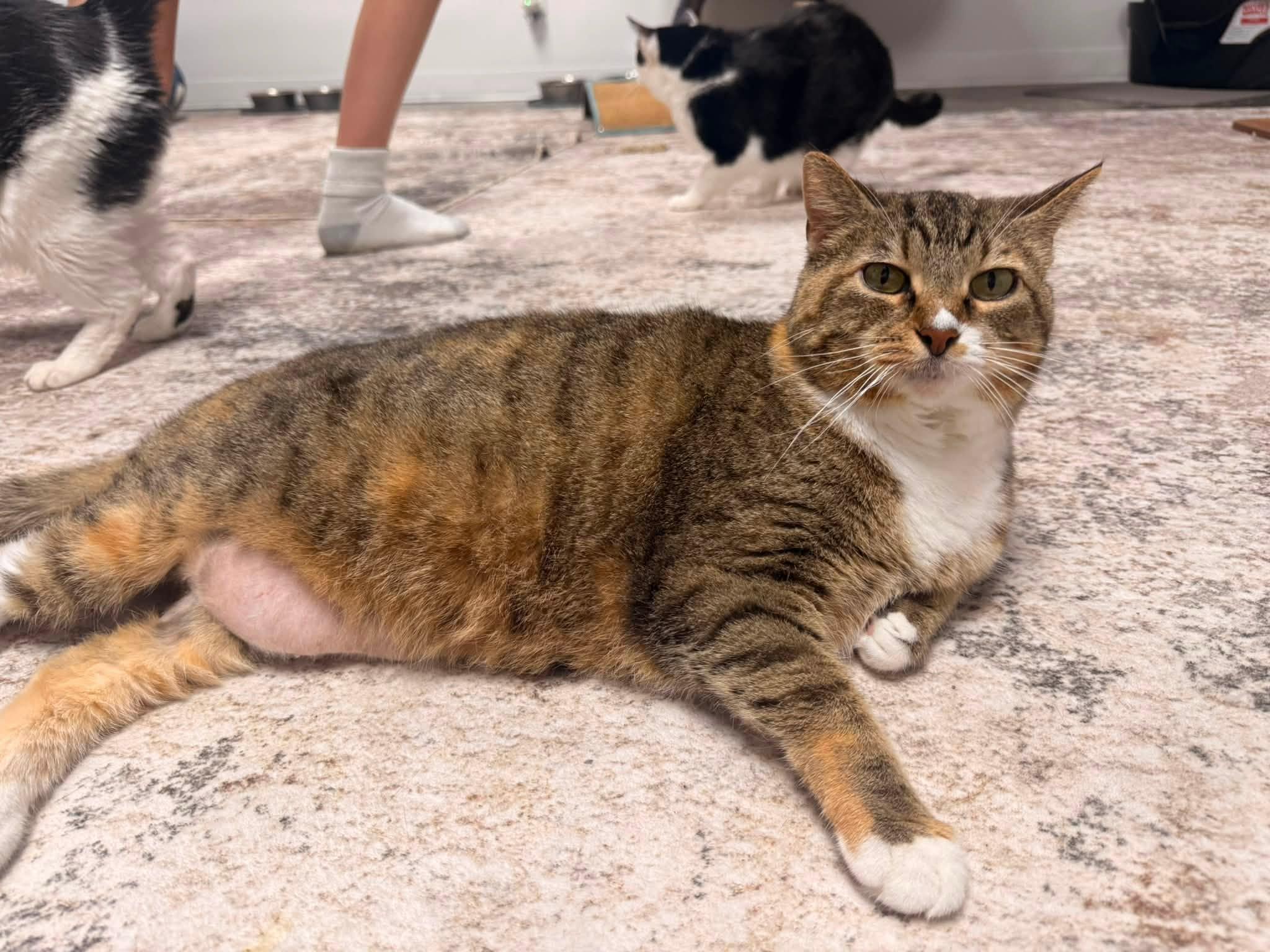 Rowdy, Adoptable, Adult Female Domestic Short Hair.
