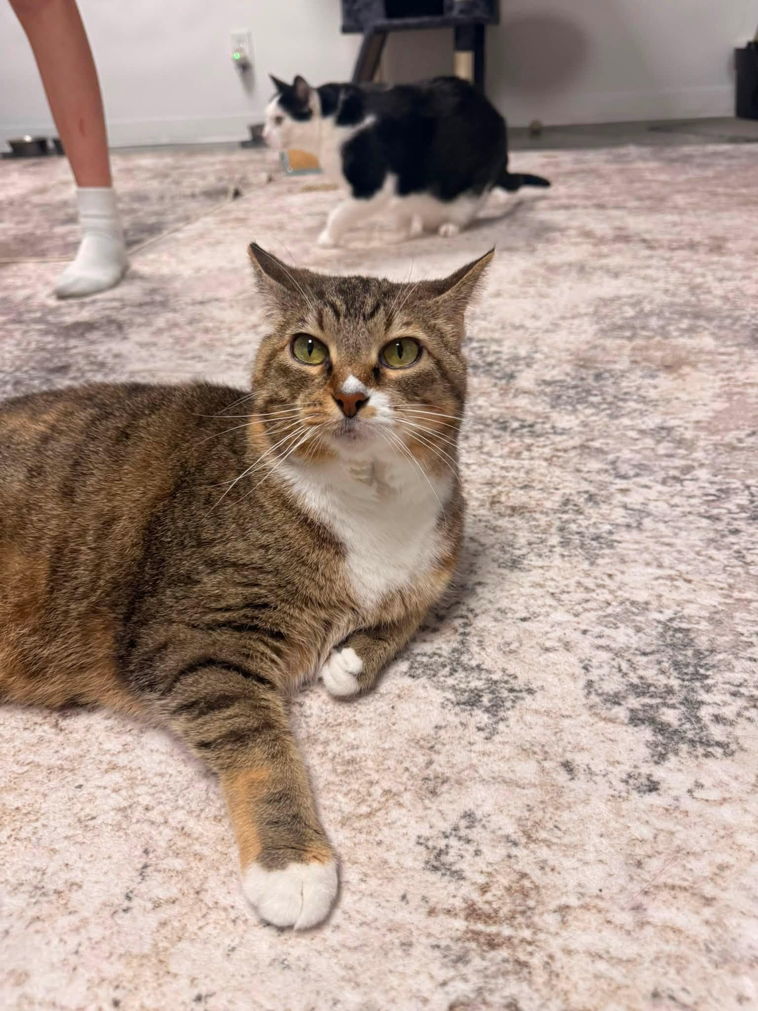 Enlarge Rowdy, a Adoptable Domestic Short Hair in Indianapolis, IN image 2/3