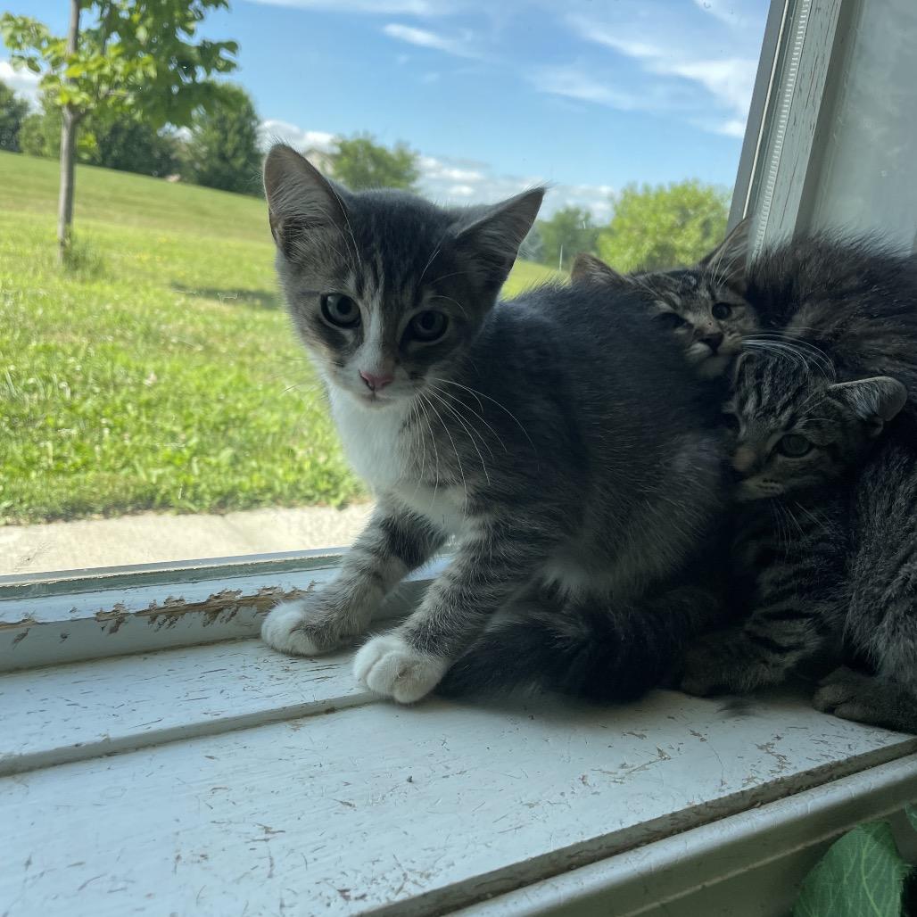 Ghost, Adoptable, Young Male Domestic Short Hair.