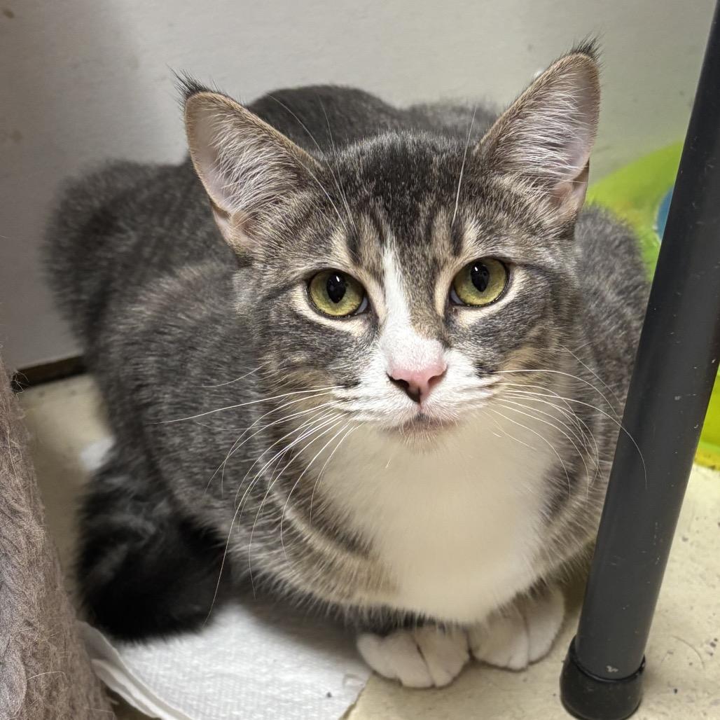 Enlarge Ghost, a Adoptable Domestic Short Hair in West Des Moines, IA image 2/2