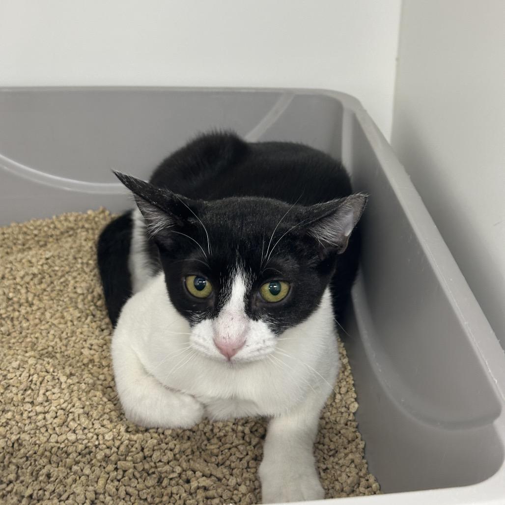 Waldo, a Adoptable Domestic Short Hair in Albuquerque, NM image 1/4