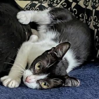 Waldo, a Adoptable Domestic Short Hair in Albuquerque, NM image 2/4