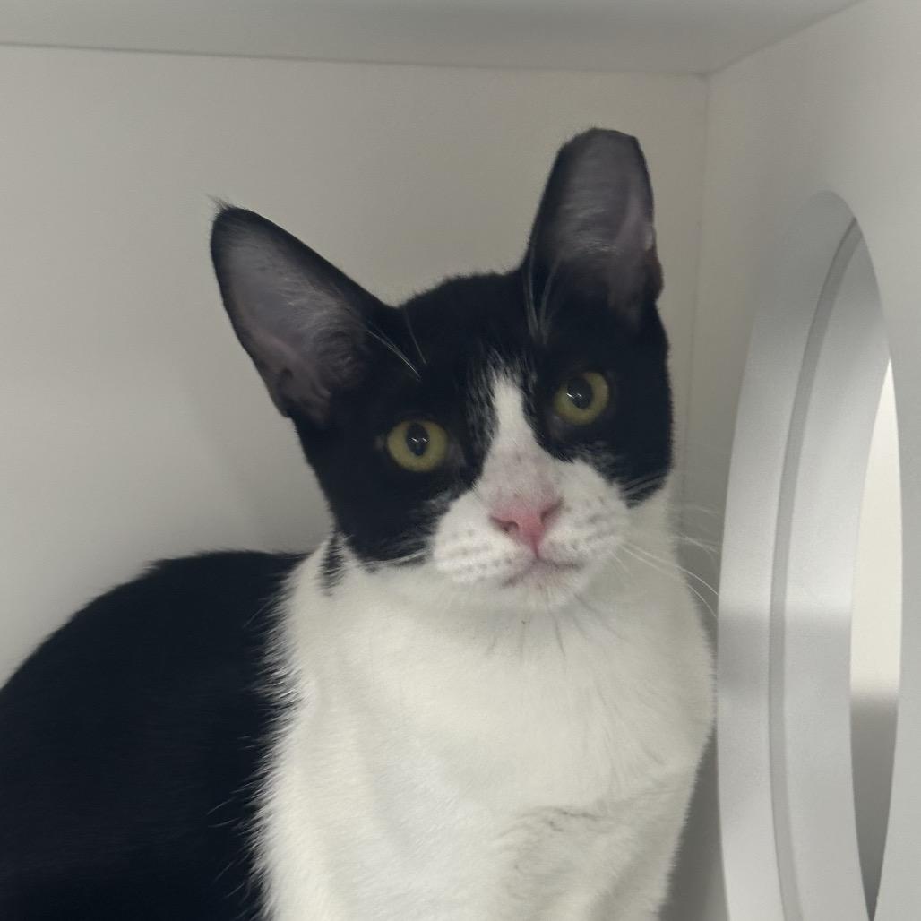 Waldo, a Adoptable Domestic Short Hair in Albuquerque, NM image 3/4