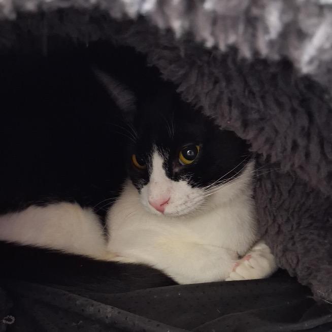 Waldo, a Adoptable Domestic Short Hair in Albuquerque, NM image 4/4