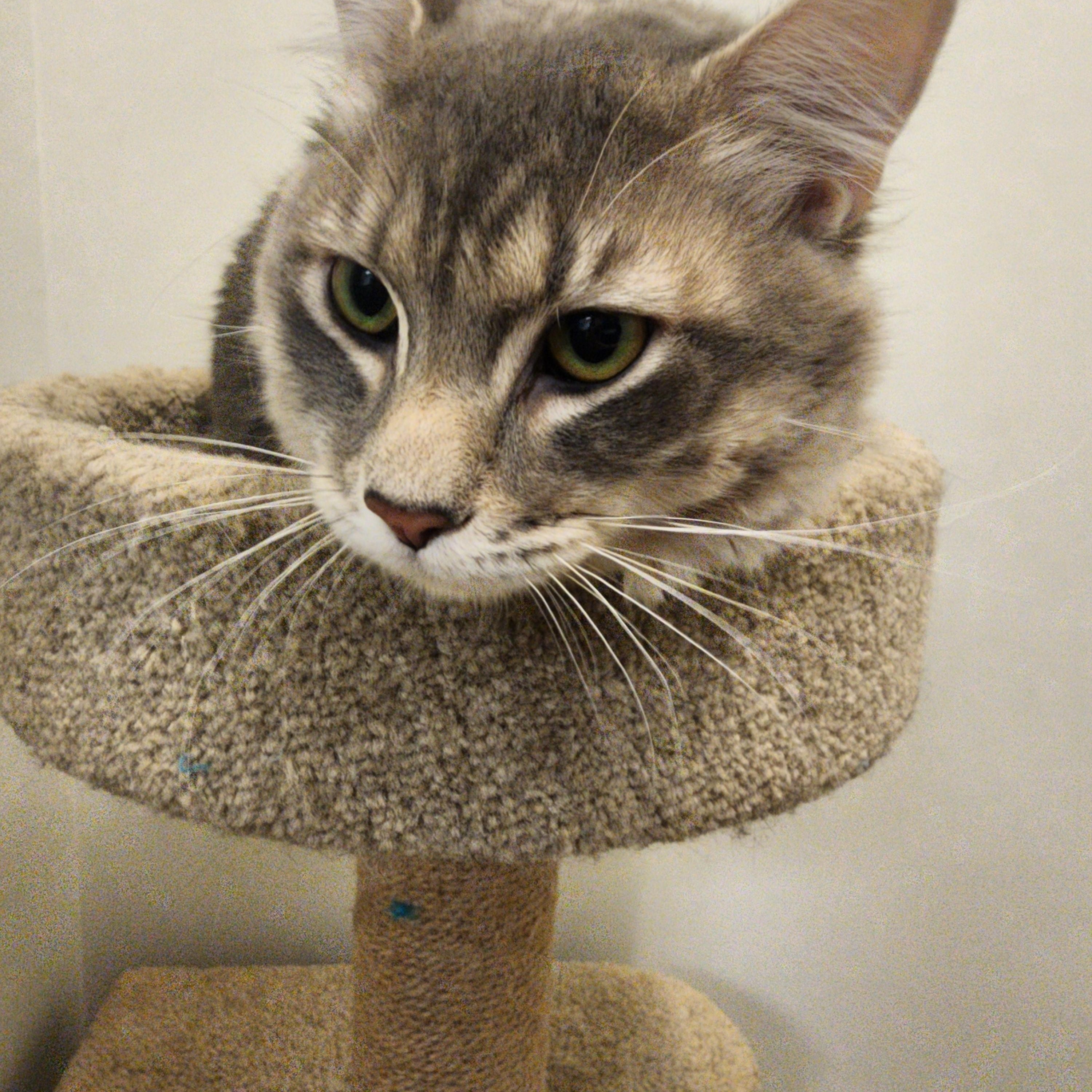 Elliot, a Adoptable Domestic Medium Hair in Allen, TX image 4/6