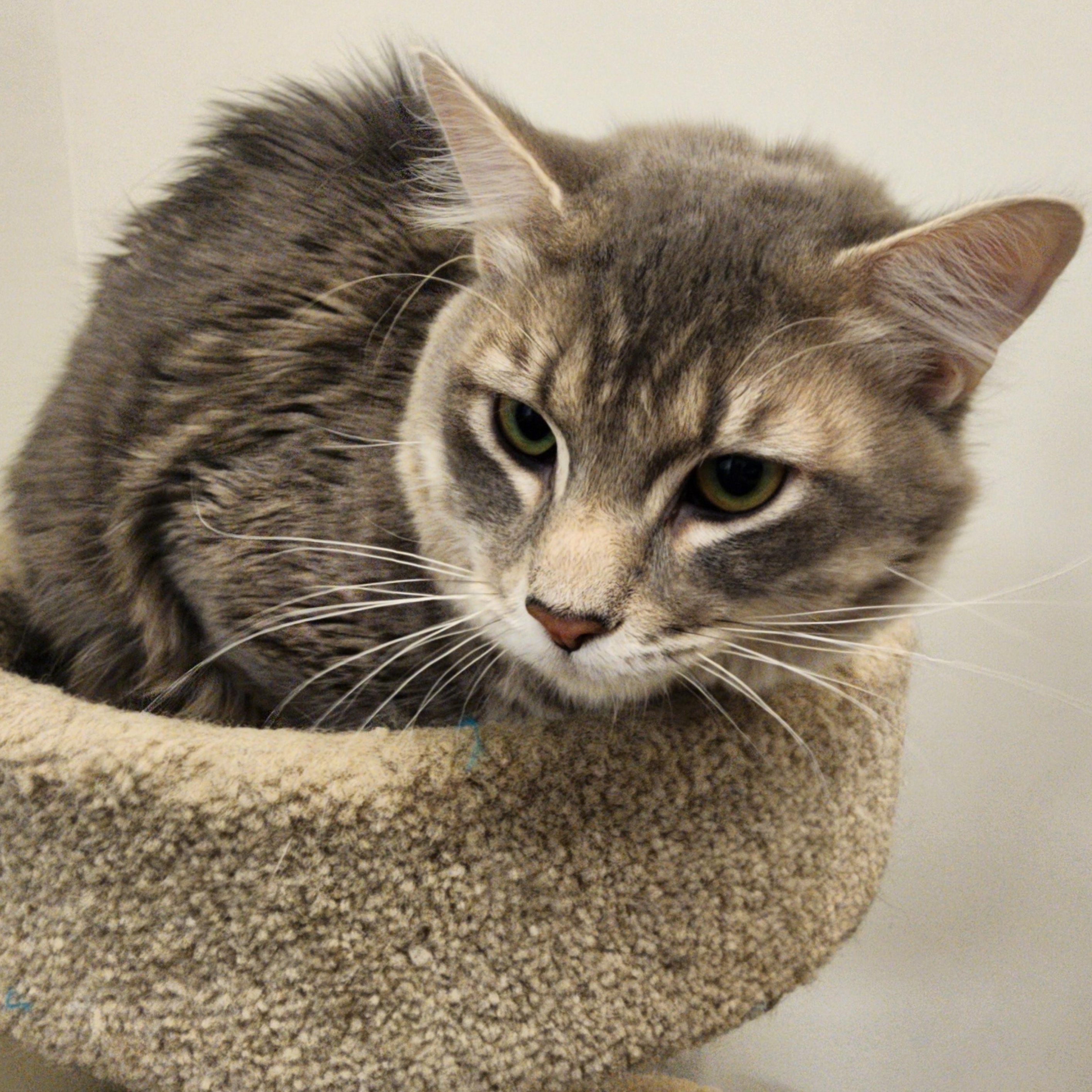 Elliot, Adoptable, Adult Male Domestic Medium Hair.
