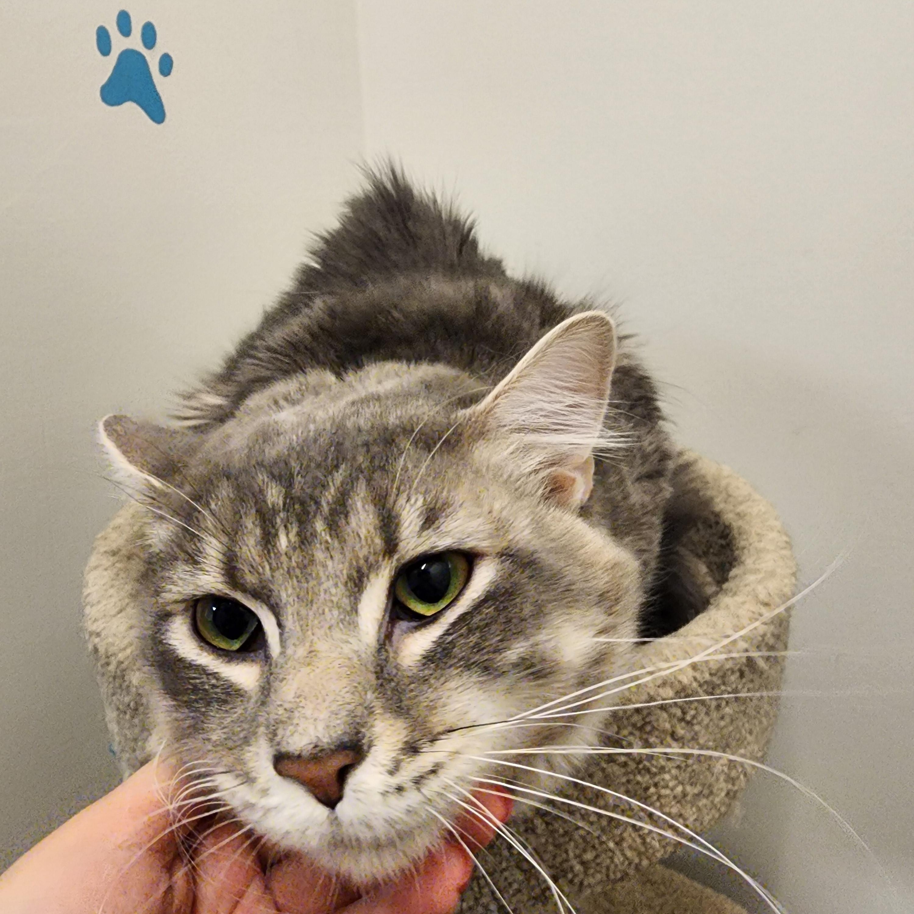 Elliot, a Adoptable Domestic Medium Hair in Allen, TX image 3/6