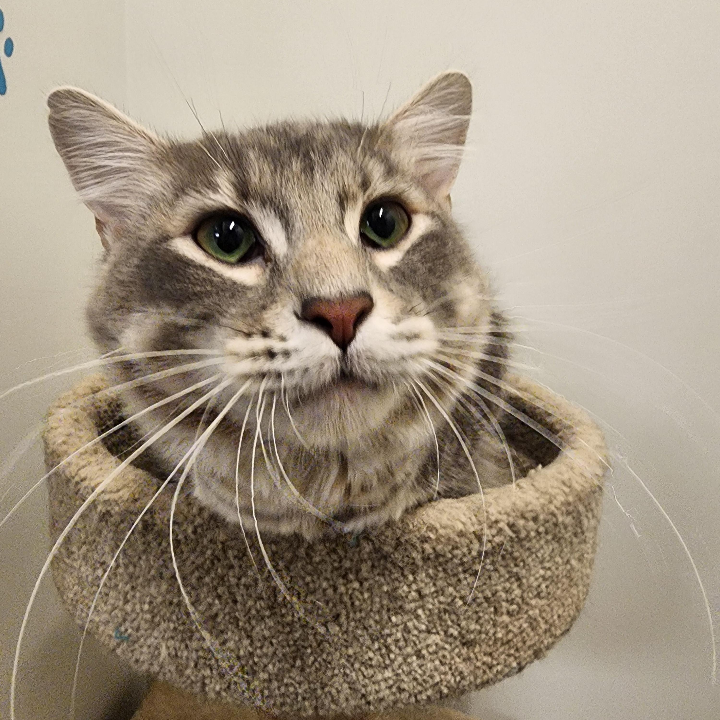 Elliot, a Adoptable Domestic Medium Hair in Allen, TX image 5/6