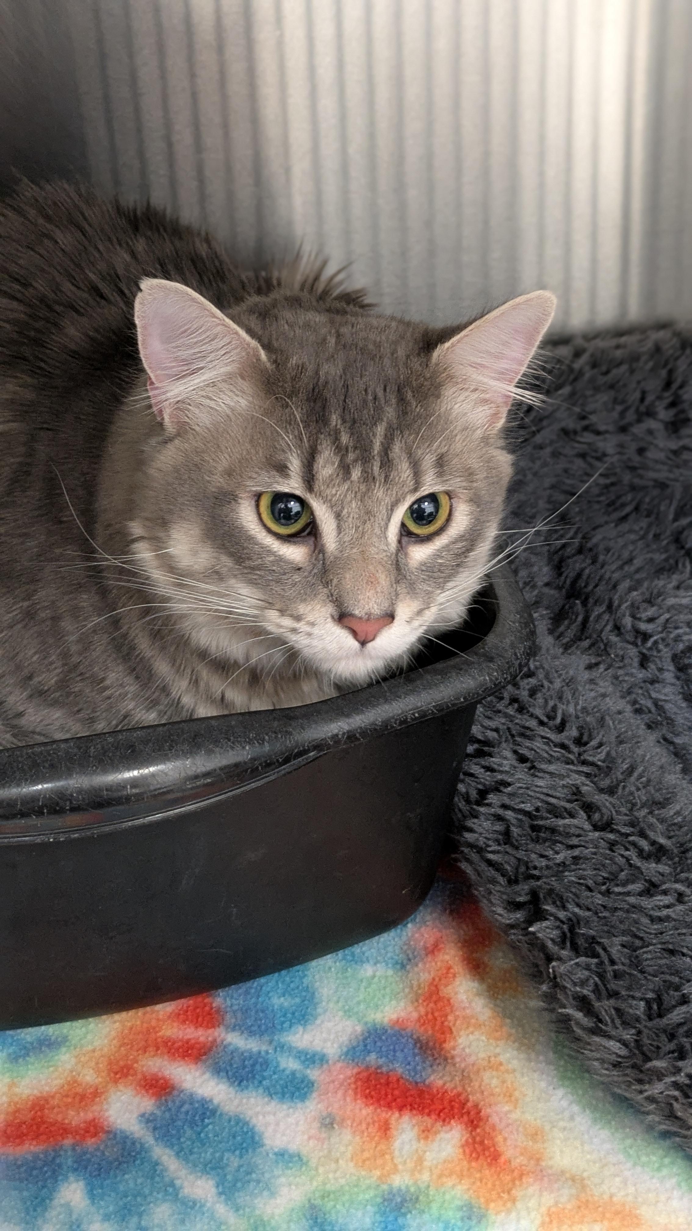 Elliot, a Adoptable Domestic Medium Hair in Allen, TX image 6/6