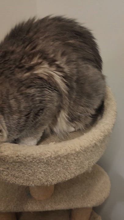 Enlarge Elliot, a Adoptable Domestic Medium Hair in Allen, TX video 1/6