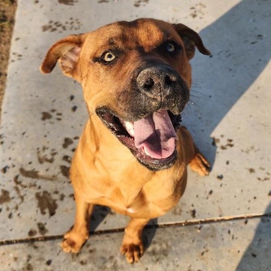 Clifford, an adoptable Boxer, Bullmastiff in PORTLAND, OR, 97202 | Photo Image 1