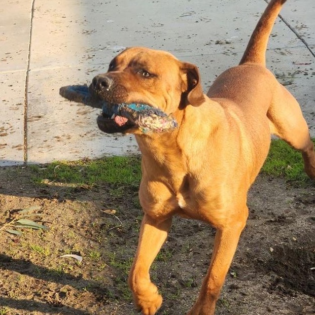 Clifford, an adoptable Boxer, Bullmastiff in PORTLAND, OR, 97202 | Photo Image 4
