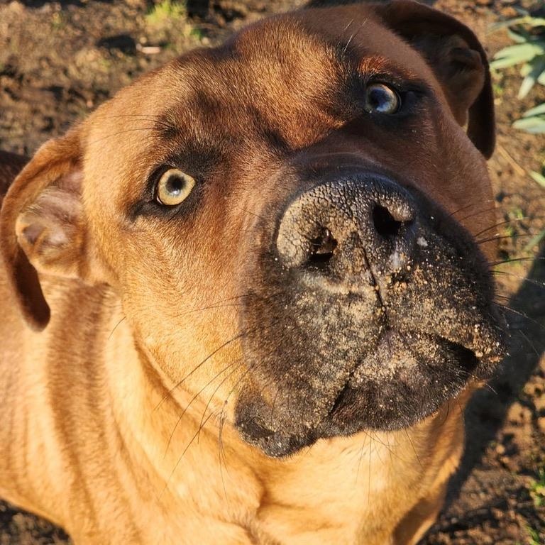 Clifford, an adoptable Boxer, Bullmastiff in PORTLAND, OR, 97202 | Photo Image 5