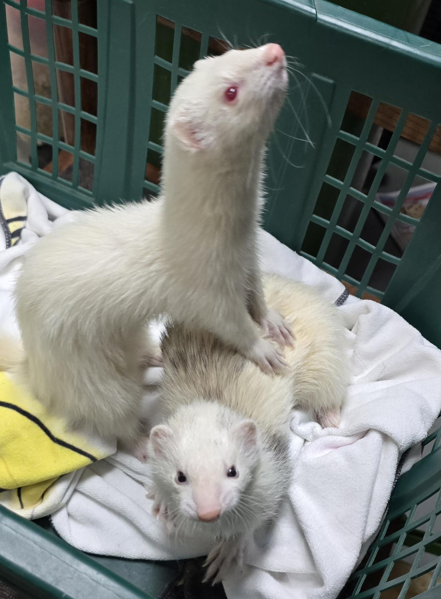 Emily and Ruby, a Adoptable Ferret in Randolph, NJ image 1/6