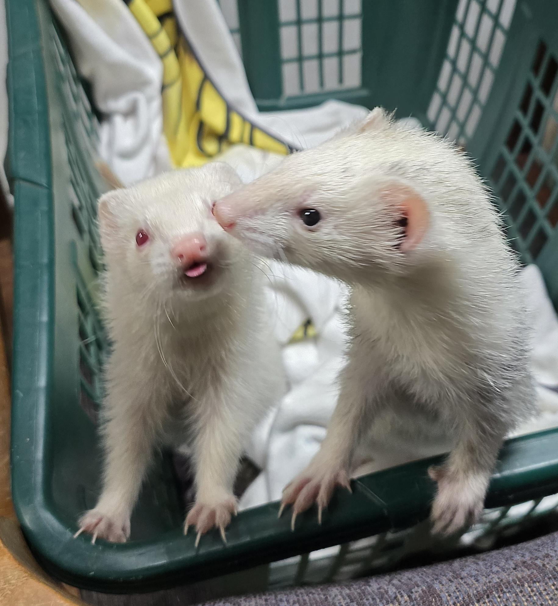 Emily and Ruby, a Adoptable Ferret in Randolph, NJ image 2/6