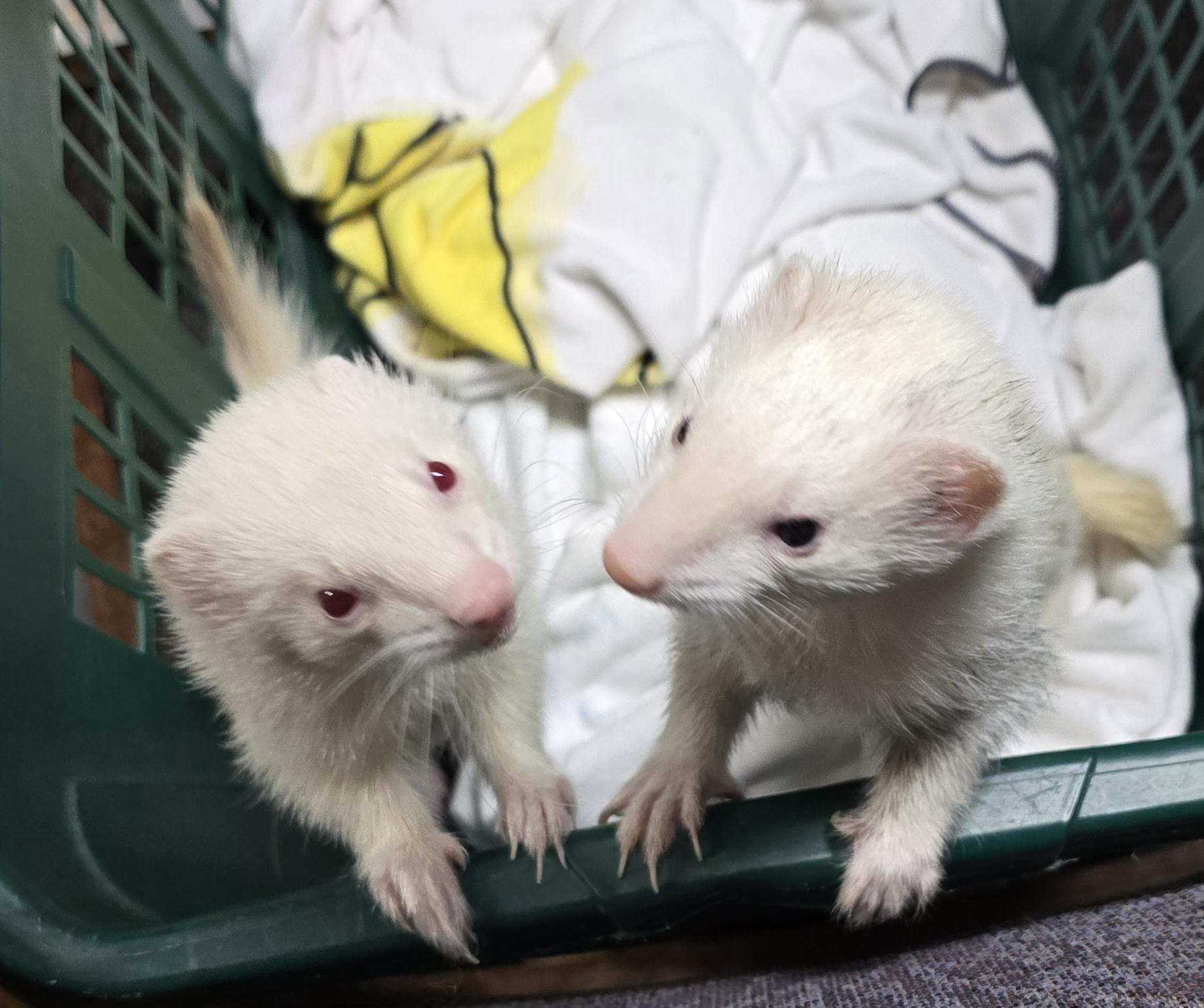 Emily and Ruby, a Adoptable Ferret in Randolph, NJ image 3/6
