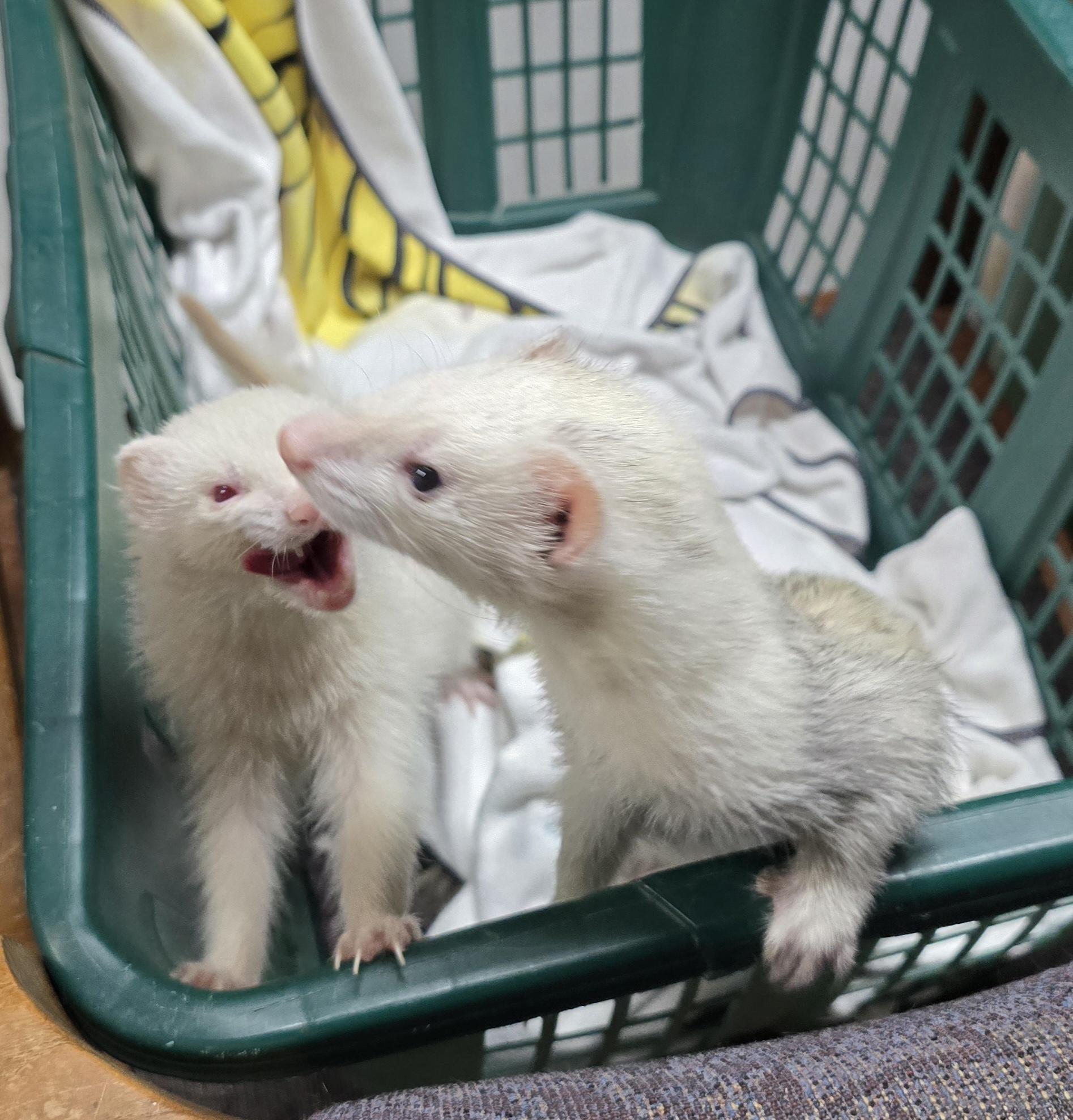 Emily and Ruby, a Adoptable Ferret in Randolph, NJ image 4/6