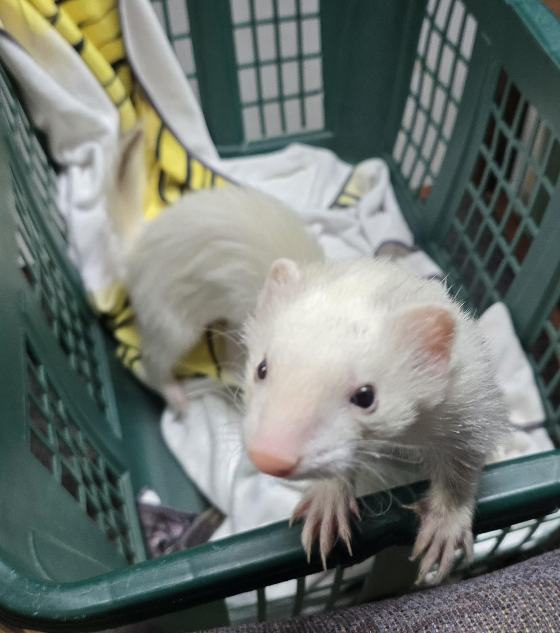 Emily and Ruby, a Adoptable Ferret in Randolph, NJ image 5/6