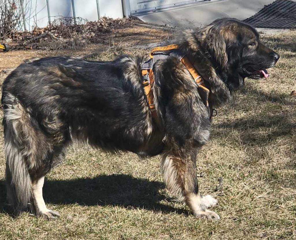 Enlarge Greta, a Adopted mixed breed in Columbus, WI image 3/5