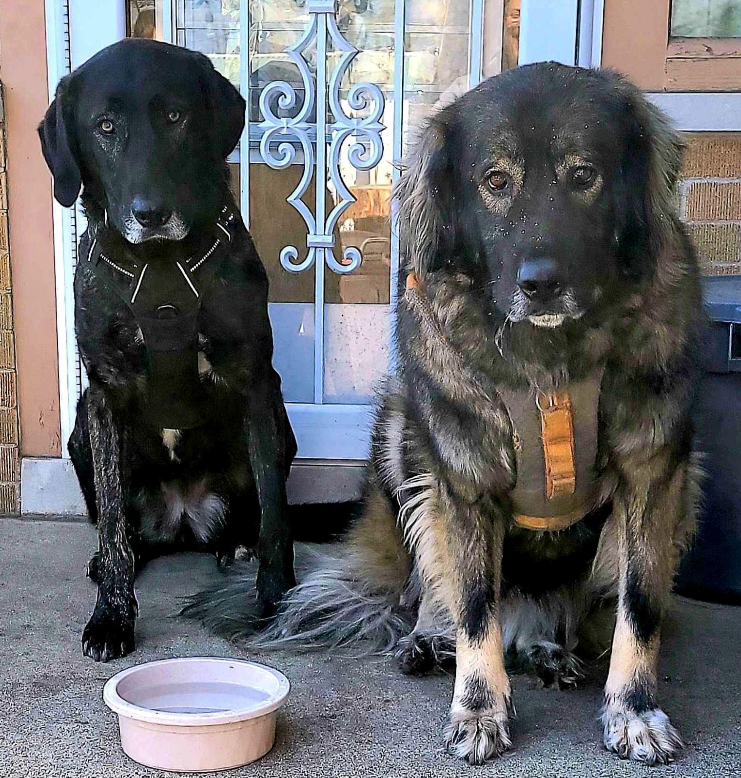 Enlarge Greta, a Adopted mixed breed in Columbus, WI image 4/5