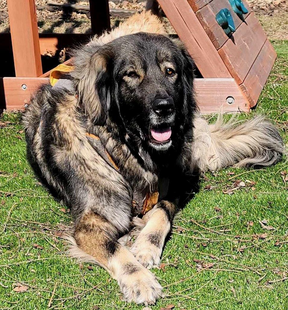 Greta, Adopted, Adult Female Shepherd.