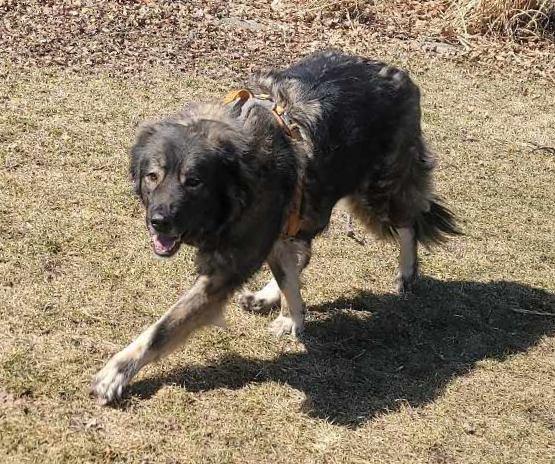 Enlarge Greta, a Adopted mixed breed in Columbus, WI image 2/5