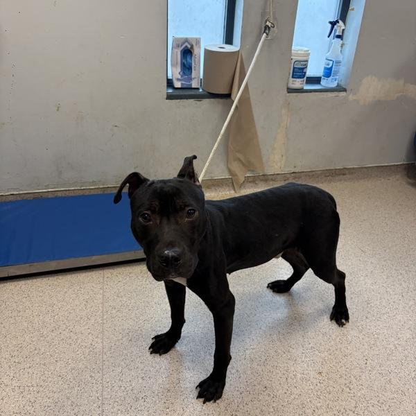 Picard — thumbnail 2