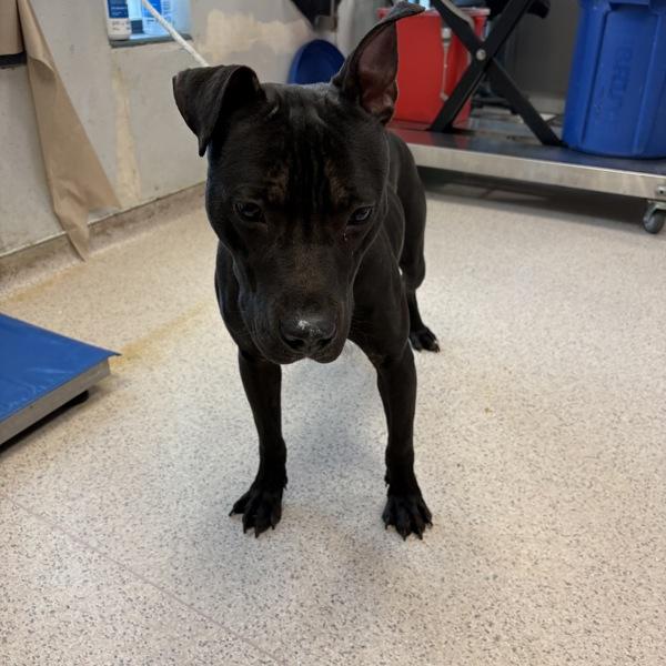 Picard — thumbnail 3