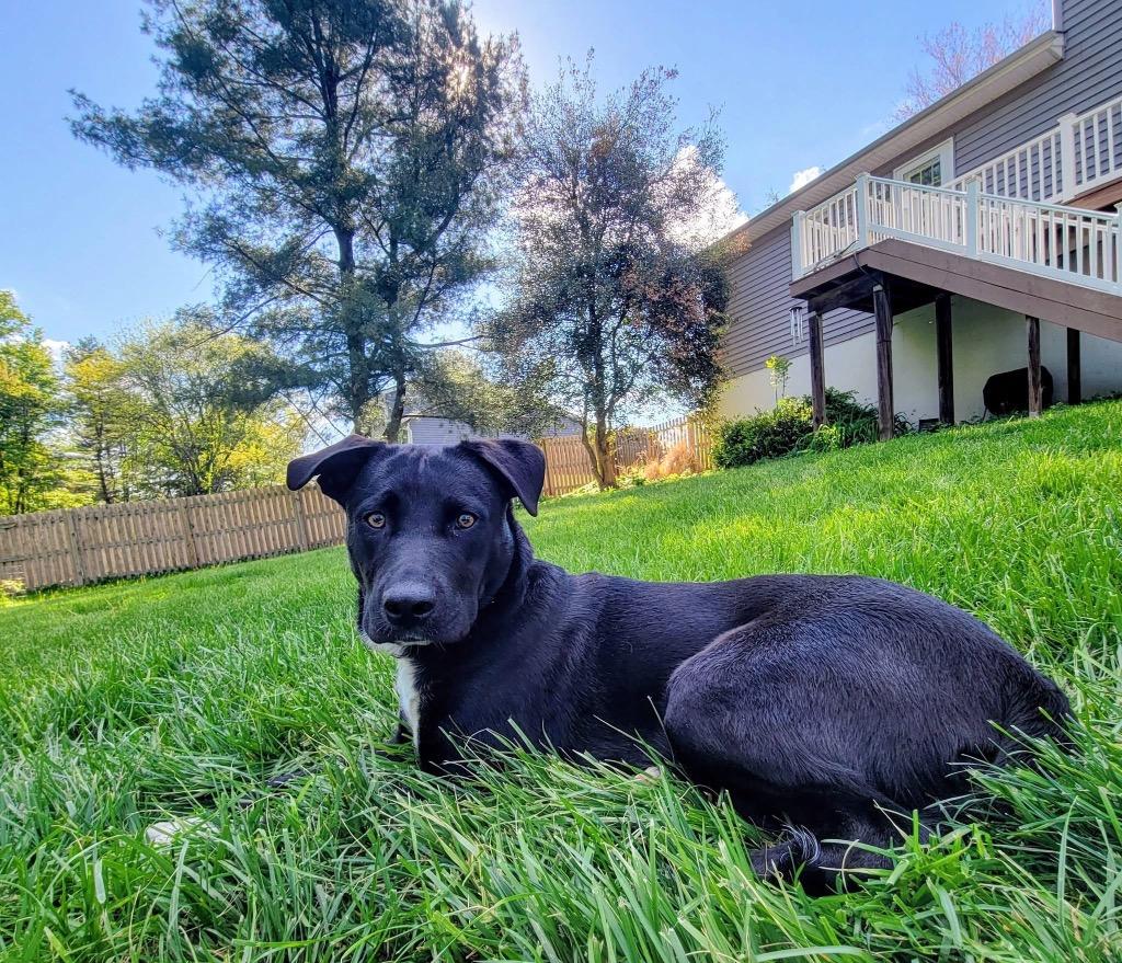 Zoey, Adoptable, Young Female Husky & American Staffordshire Terrier.
