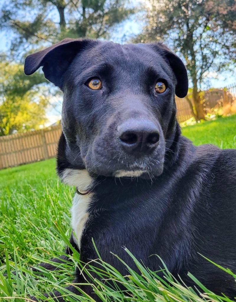 Zoey, a Adoptable mixed breed in Ewing, NJ image 2/3
