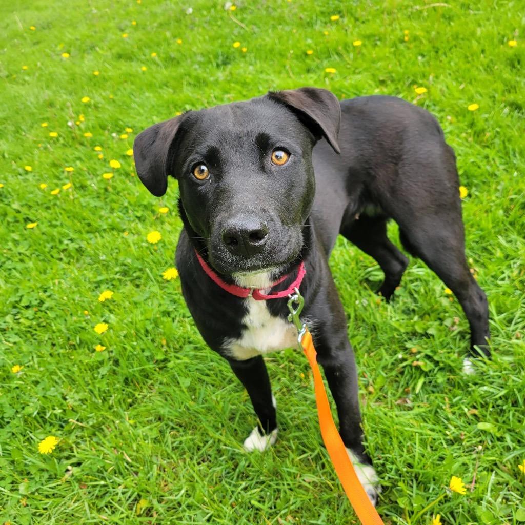 Zoey, a Adoptable mixed breed in Ewing, NJ image 3/3