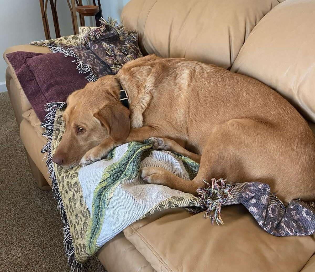 Buddy, a Adoptable Labrador Retriever in Panama City, FL image 2/4