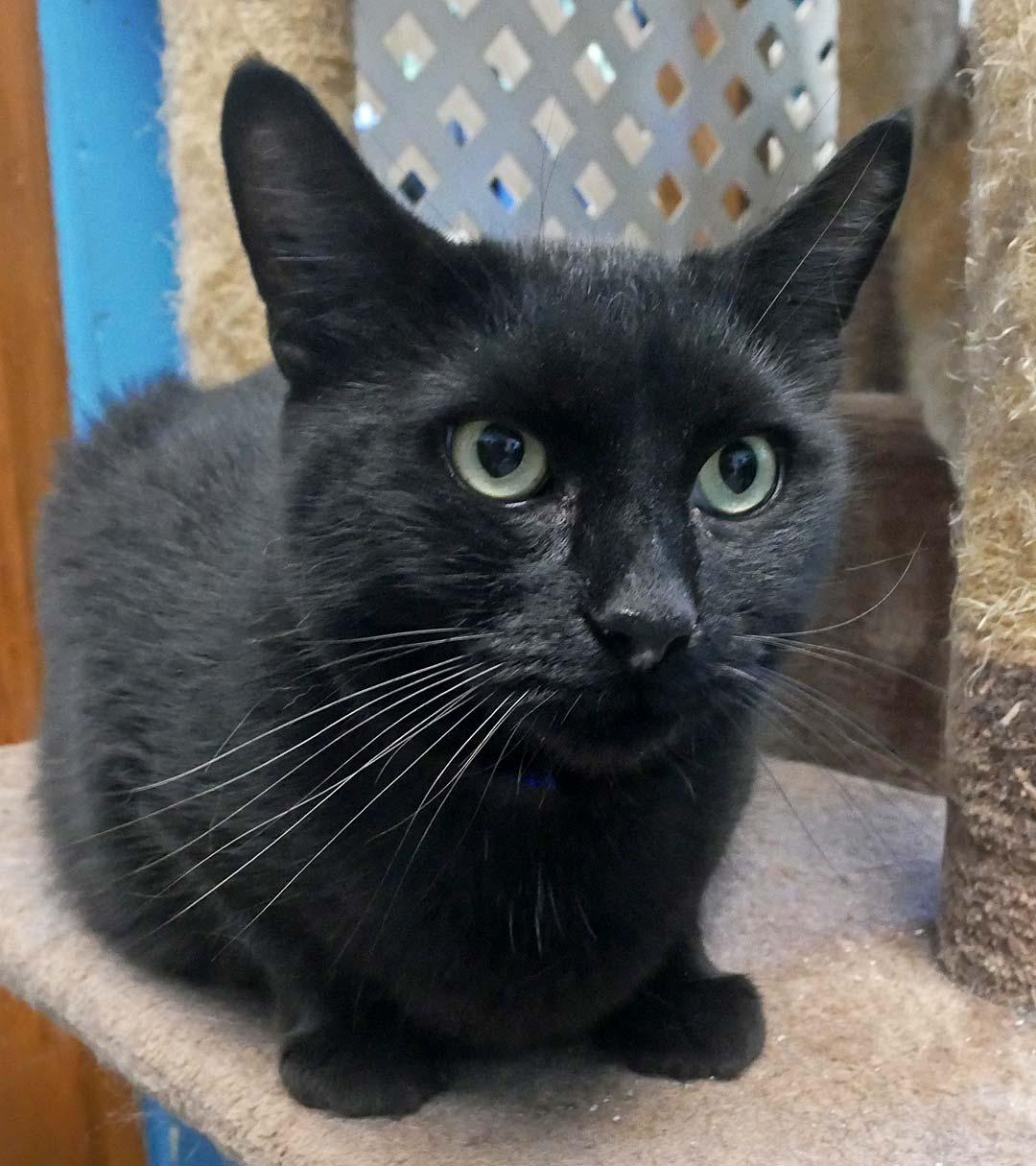 Mr. Maggie, ADOPTABLE, Young Male Bombay & Domestic Short Hair.