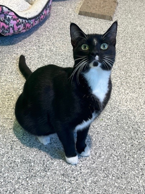 Enlarge Dice, a Adoptable mixed breed in Tyler, TX image 1/8