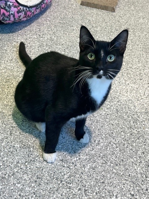 Enlarge Dice, a Adoptable mixed breed in Tyler, TX image 2/8