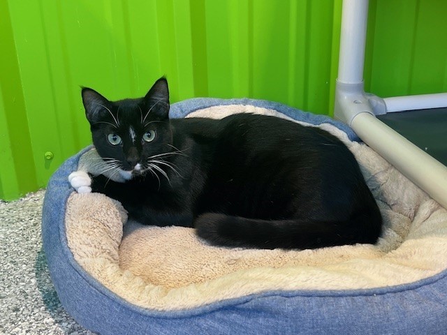 Enlarge Dice, a Adoptable mixed breed in Tyler, TX image 3/8