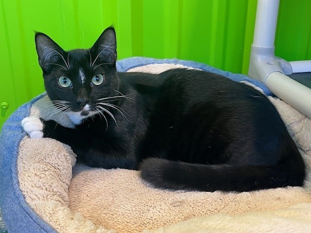 Enlarge Dice, a Adoptable mixed breed in Tyler, TX image 4/8